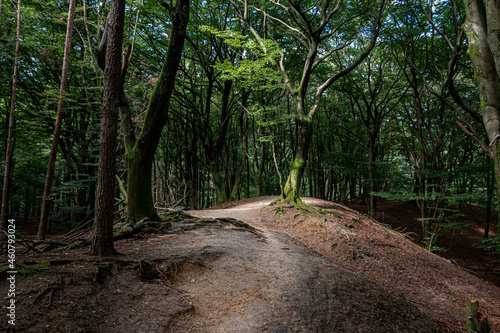 Walking through the Speulder forest on the Veluwe with the many crooked trees, therefore also known as the dancing forest, province of Gelderland, near the village of Garderen