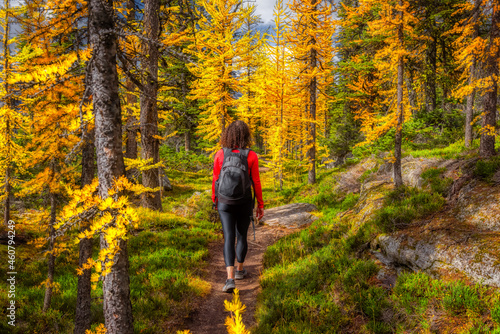 Adventurous Caucasian Woman Hiking on a Trail in the woods with Yellow Larches Trees and Canadian Rocky Mountains in Background. Located in Lake O'Hara, Yoho National Park, British Columbia, Canada.