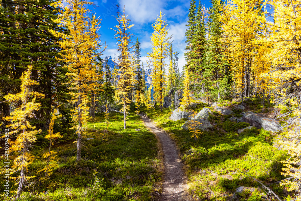 Scenic Hiking Trail in the woods with Yellow Larches Trees and Canadian Rocky Mountains in Background. Sunny Fall Day. Located in Lake O'Hara, Yoho National Park, British Columbia, Canada. - obrazy, fototapety, plakaty 