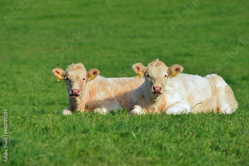 Charolais-Rinder des Ökobauern auf der Weide im süddeutschen Mittelgebirge, Odenwald, Hessen, Deutschland
