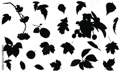 Silhouettes of leaves of trees and berries isolated on a white background. Collection. Vector.