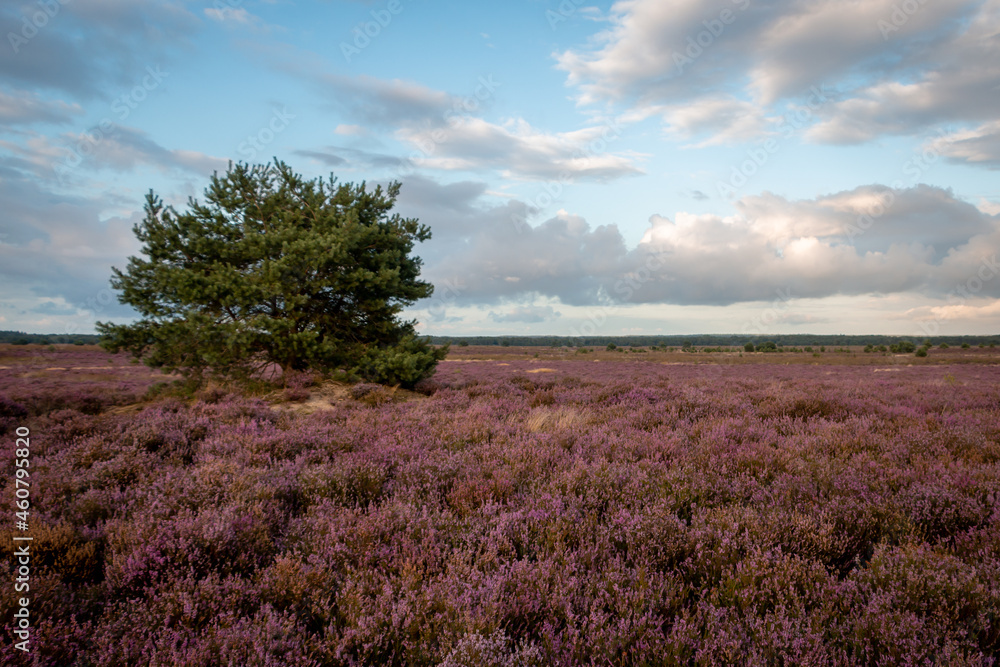 The purple flowering heather in the beautiful 'Veluwe' landscape on a beautiful summer day, province of Gelderland, the Netherlands The purple flowering heather in the beautiful 'Veluwe' landscape on a beautiful summer day, province of Gelderland, the Netherlands
