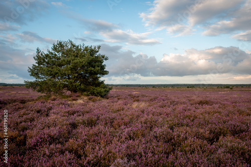 The purple flowering heather in the beautiful 'Veluwe' landscape on a beautiful summer day, province of Gelderland, the Netherlands
