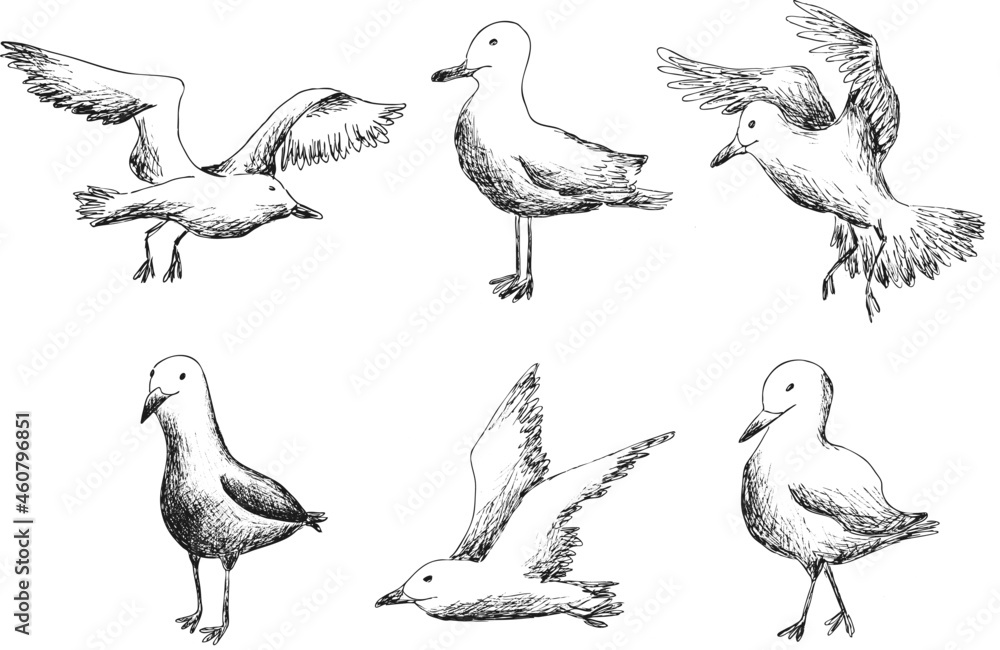 Obraz premium Freehand drawing vector abstract sketches. Set of outline images of seagulls. Line sketches of birds in different poses and angles. Vintage graphic arts on a transparent background. Pattern eps