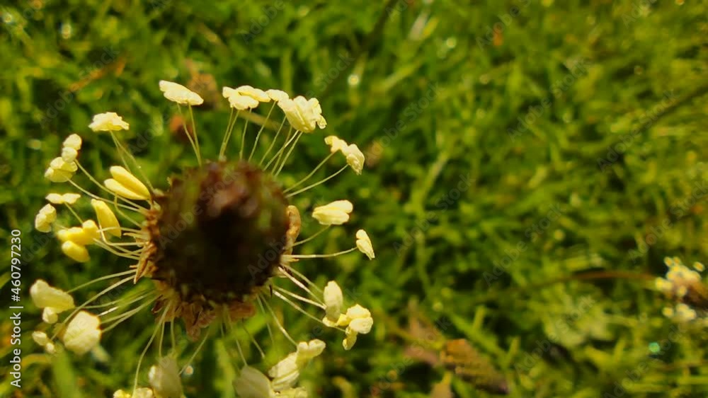 Wild flowers on green background, spring and natural environment concept, summer time, eco system. Wild flowers on green background, spring and natural environment concept, summer time, eco system.