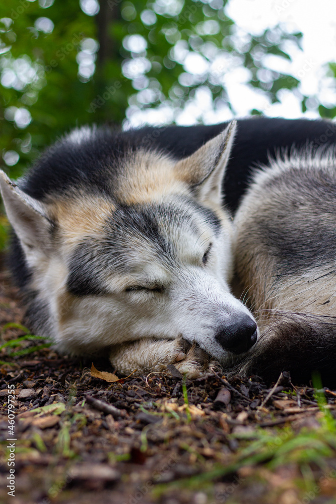 Obraz premium Sleeping husky dog. Tired husky sleeps in nature.