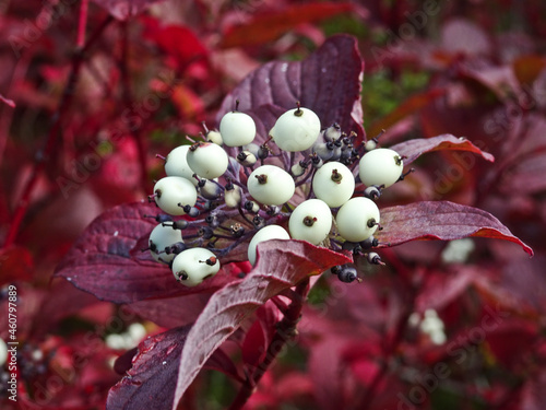 White berries of Red-osier dogwood (Cornus sericea) on a branch with red leaves. Plant for landscaping. photo