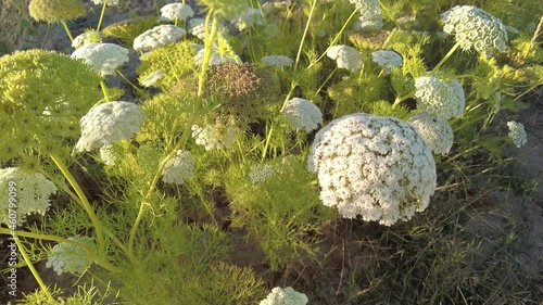 The blossomed white Queen Anne's lace small flowers in the wild in 4K photo