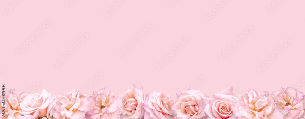 Floral banner, header with copy space. Pink roses isolated on dark grey background. Natural flowers wallpaper or greeting card.
