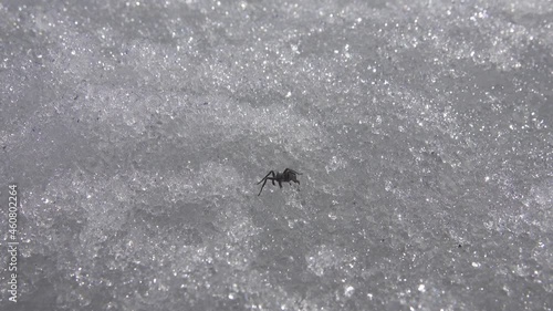 The Wolf spider (Lycosidae) is active at the end of winter despite the snow cover photo