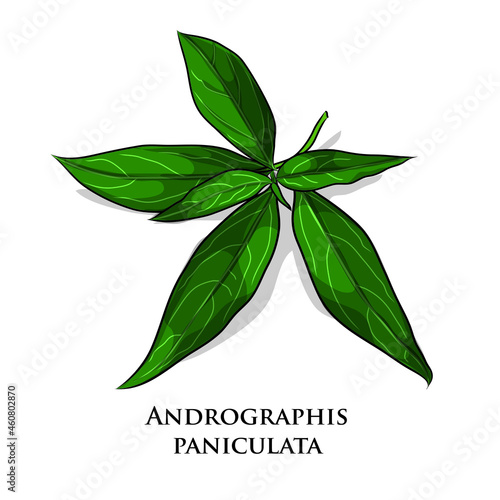 Vector Andrographis paniculata leaf ( Kariyat ) and powder in mortar with herbal capsule on white backgground. Thai herb medicine plant concept.