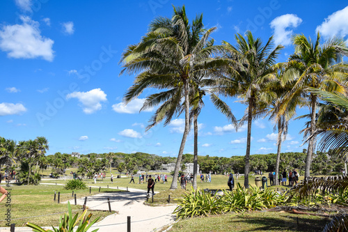 palm trees and vegetation of a beach.