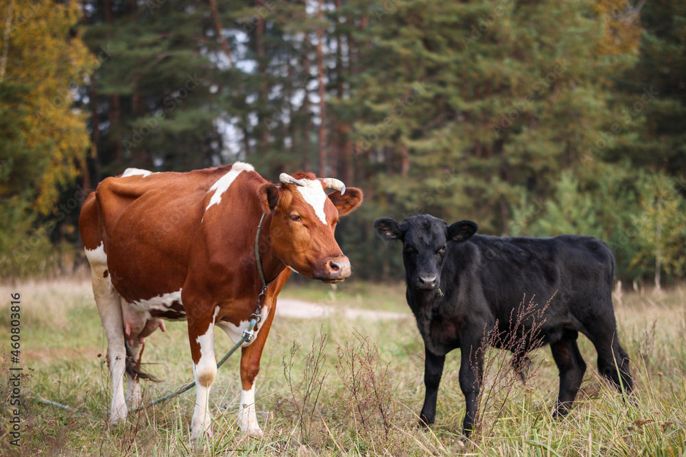 Red cow and black calf graze in a field against a background of greenery Red cow and black calf graze in a field against a background of greenery