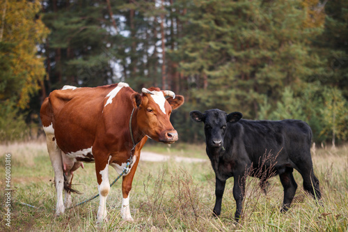Red cow and black calf graze in a field against a background of greenery