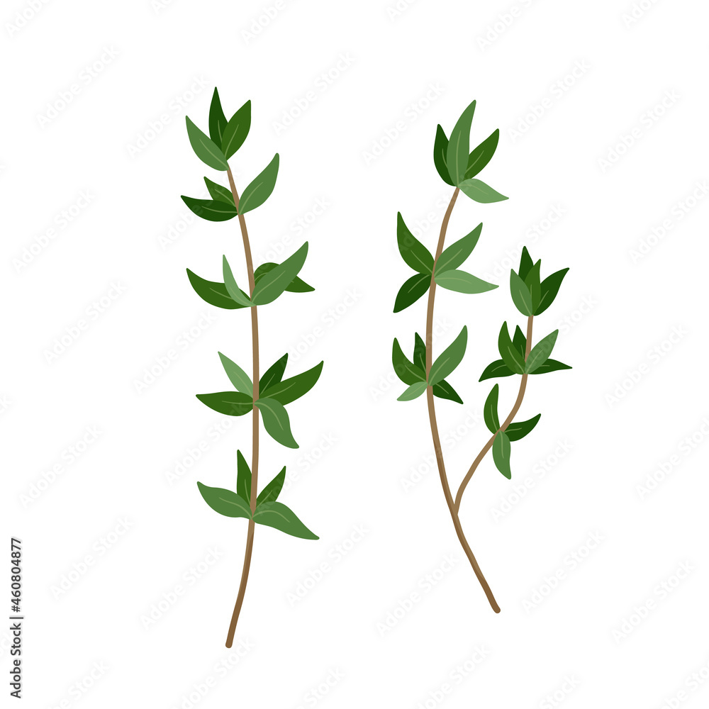 Obraz premium Green Thyme branch with leaves spice. Vector illustration isolated on white. Thyme herb for design element in culinary, package decoration, sticker, label