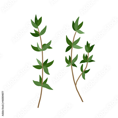 Green Thyme branch with leaves spice. Vector illustration isolated on white. Thyme herb for design element in culinary  package decoration  sticker  label