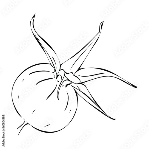 Hip. Vector illustration of winter berries. Rosehip as food, tea additive.