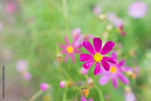 Cosmos flowers beautiful in the garden. Close-up. Postcard. Space for your text. 