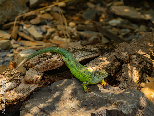 European green lizard on the rock