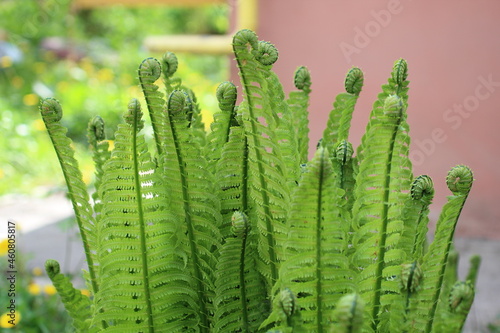 Beautyful ferns leaves green foliage natural floral fern background in sunlight. close up