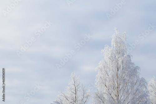 Snowcapped birch trees against white cloudy sky at day in the winter. Copy space. Natural snowy winter background. Christmas scene.