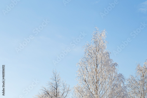 Snowcapped birch trees against blue sky on a sunny day in the winter. Copy space. Natural snowy winter background. Christmas scene.