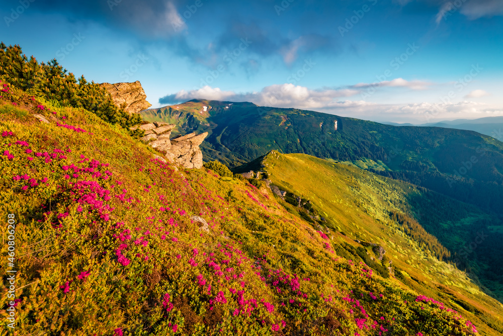 Breathtaking summer view of fields of blooming rhododendron flowers on the hiil of Carpathian mountains, Ukraine, Europe. Beauty of nature concept background.