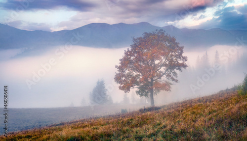 Landscape photography. Foggy sunrise in Carpathian mountains. Magnificent autumn scene of mountain valley. Unbelievable view of Ukrainian countryside. Beautiful autumn scenery.