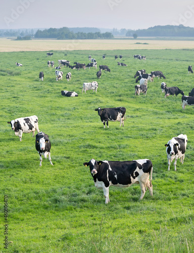 black and white spotted cows in green grassy meadow under blue sky seen from height of dyke in the netherlands