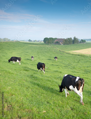 black and white spotted cows in green grassy meadow under blue sky seen from height of dyke in the netherlands