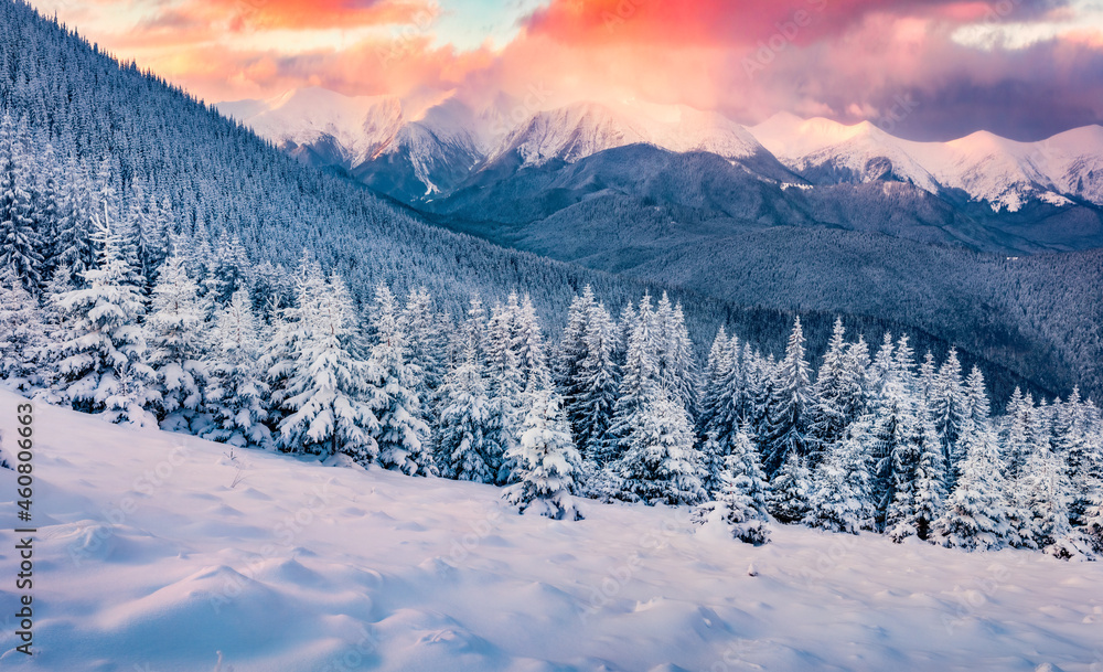 Beautiful winter scenery. Gorgeous sunrise in the mountains. Fresh snow covered slopes and fir trees in Carpathian mountains, Ukraine, Europe. Ski tour on untouched snowy hills.