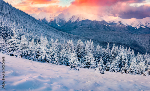 Beautiful winter scenery. Gorgeous sunrise in the mountains. Fresh snow covered slopes and fir trees in Carpathian mountains, Ukraine, Europe. Ski tour on untouched snowy hills.