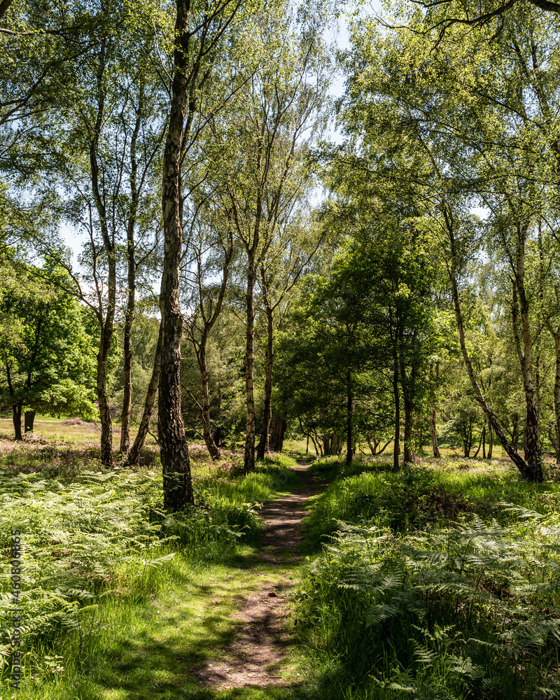 footpath in the woods in the sun