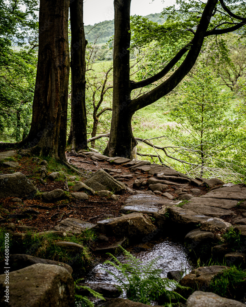 Small stream through the forest Small stream through the forest
