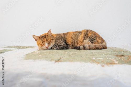 Gatto che dorme su un muretto imbiancato nel villaggio di Chora, isola di Folegandros GR
