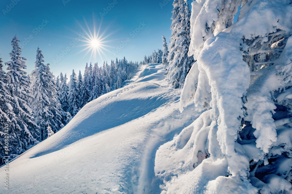 Beautiful winter scenery. Breathtaking outdoor scene of mountain valley. Fir trees covered by fresh snow in Carpathian mountains. Astonishing winter view with Pip Ivan summit, Ukraine, Europe.