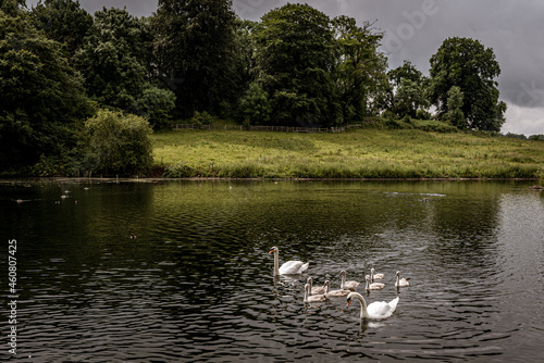 swans on the lake with cygnets