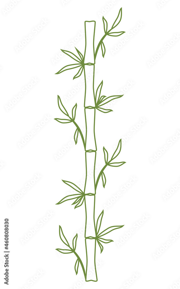 Bamboo stem and leaves Green outline Hand drawn vector illustration Isolated on white background Bamboo stem and leaves Green outline Hand drawn vector illustration Isolated on white background