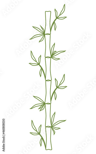 Bamboo stem and leaves Green outline Hand drawn vector illustration Isolated on white background