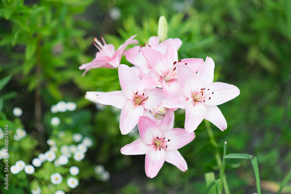 Beautiful lily flower on a background of green leaves. Lily flowers in the garden. Background texture with burgundy buds. Image of a flowering plant with crimson flowers of a varietal lily.