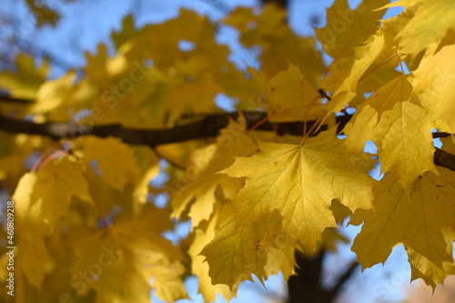 Maple leaf in autumn burns with a yellow flame