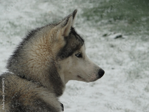 Chien Husky de profil 