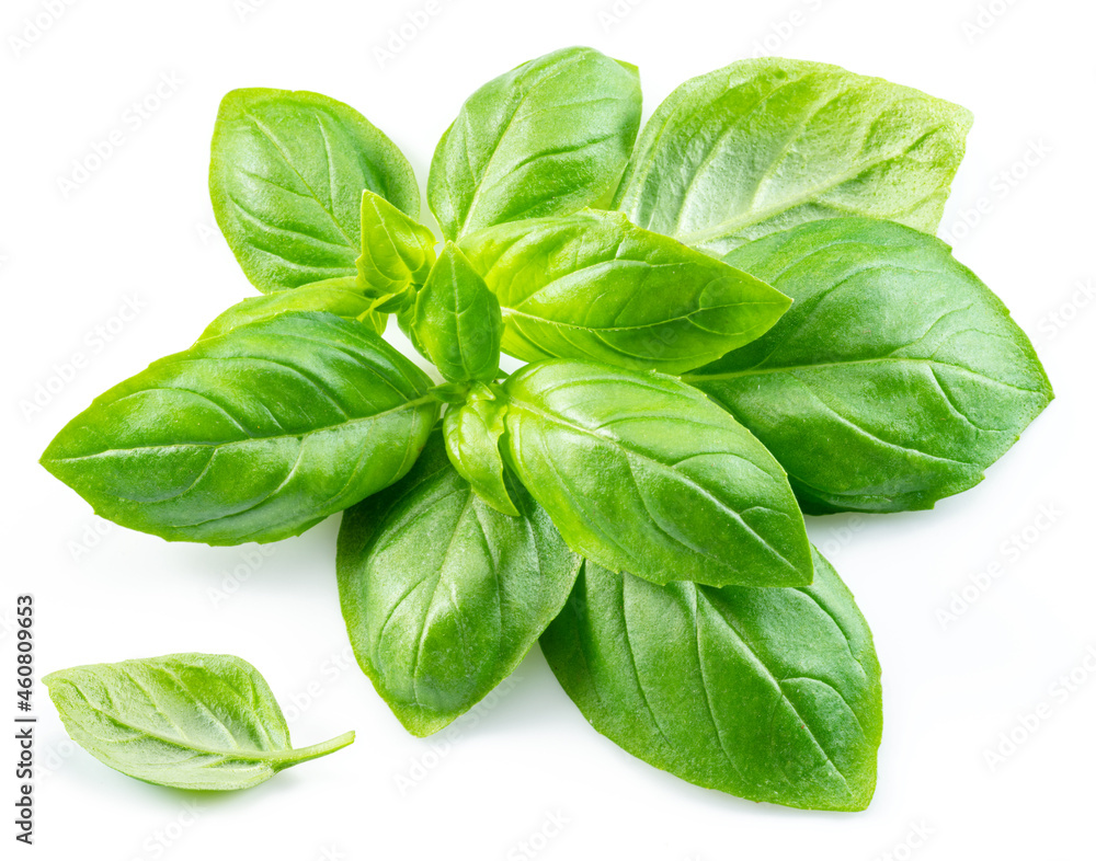 Fototapeta premium Macro shot of fresh green basil leaves isolated on white background.