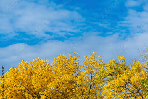 Autumn landscape - bright yellow crown of trees and blue cloudy sky.