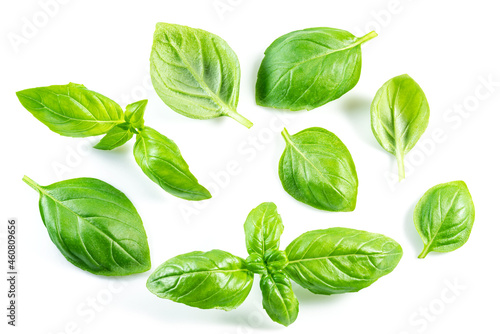 Set of fresh green basil leaves isolated on white background.