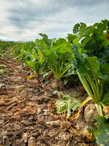 Zuckerrüben kurz vor der Ernte auf dem Feld