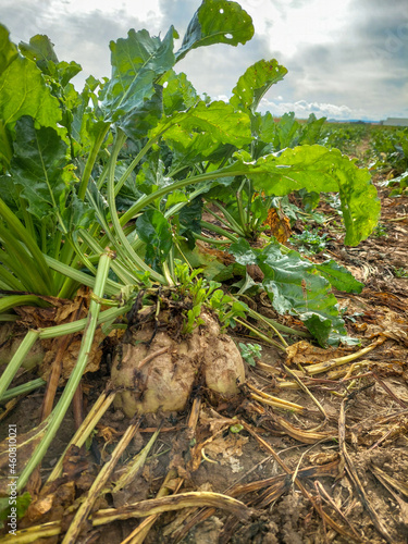 Zuckerrüben kurz vor der Ernte auf dem Feld