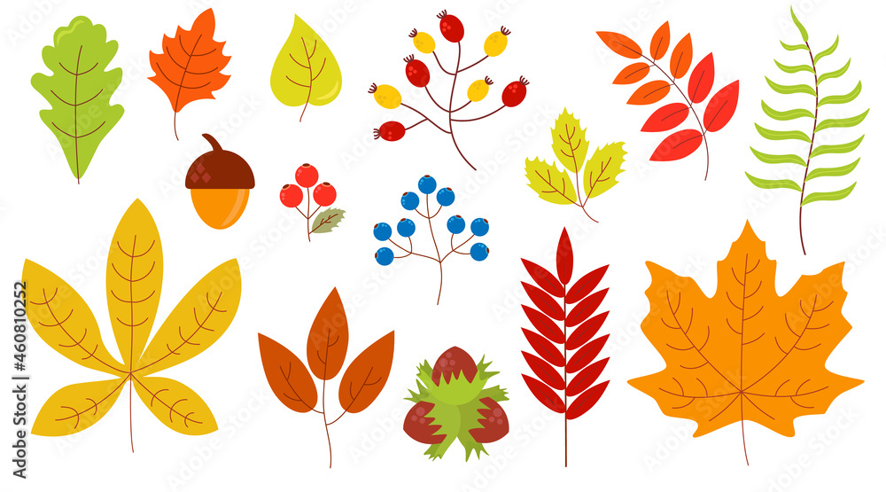 Set of autumn leaves berries nuts yellow orange green red blue color Set of autumn leaves berries nuts yellow orange green red blue color