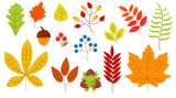 Set of autumn leaves berries nuts yellow orange green red blue color