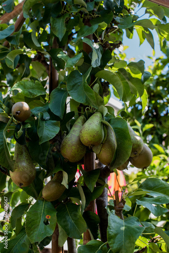 pears on the tree in the garden